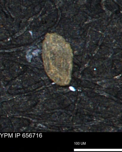 Spirolocammina