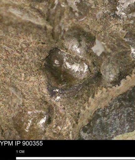 Anomia gryphorhyncha