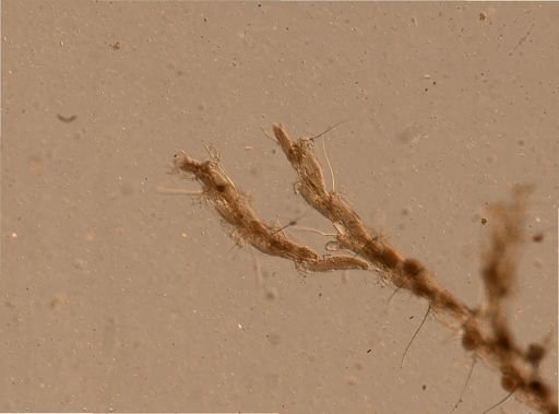 Bryozoa