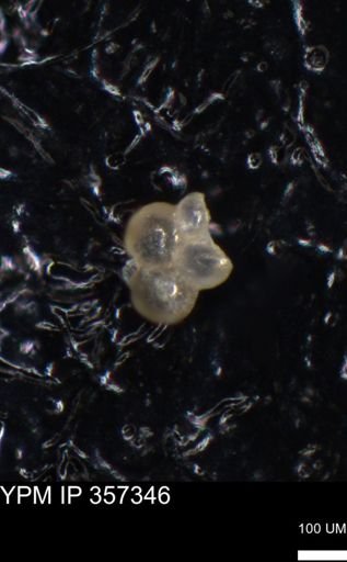 undet. Foraminiferida