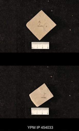 undet. Diptera