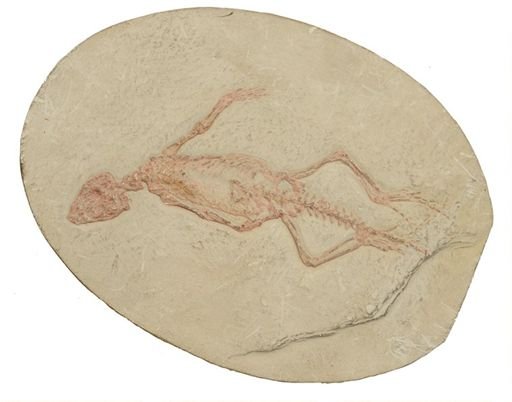 Homoeosaurus pulchellus