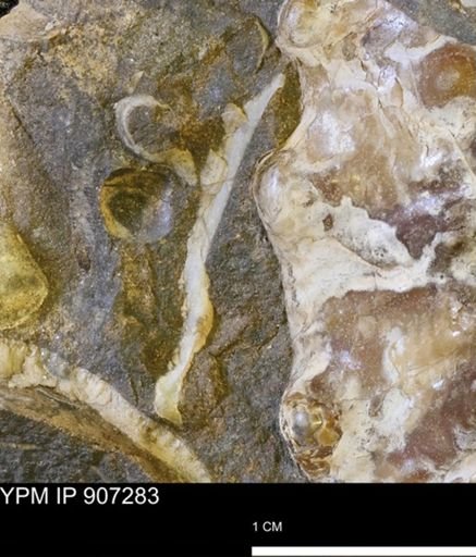 undet. Mollusca