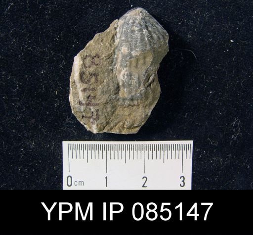 Atrypa reticularis