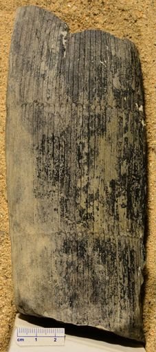 Calamites sp.