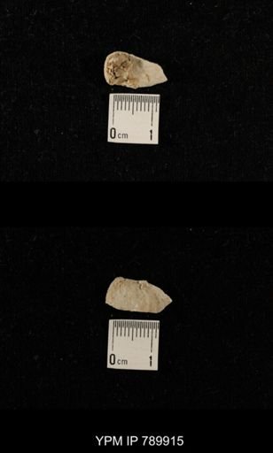 undet. Brachiopoda