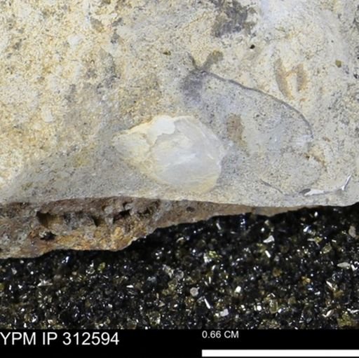 undet. Bivalvia