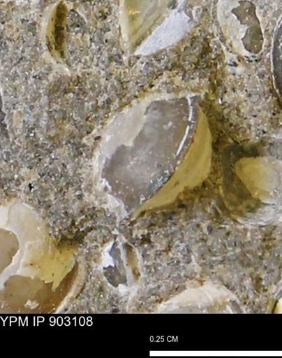 Corbulamella sp.