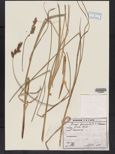 Carex