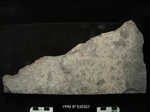 undet. Eurypterida