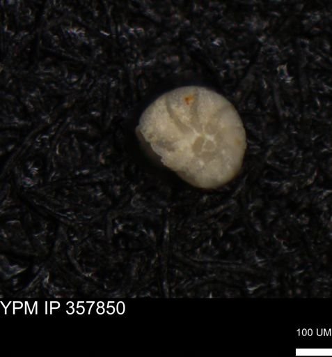 undet. Foraminiferida