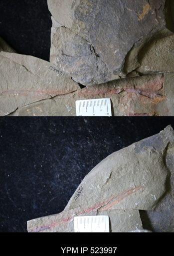 undet. Graptolithina
