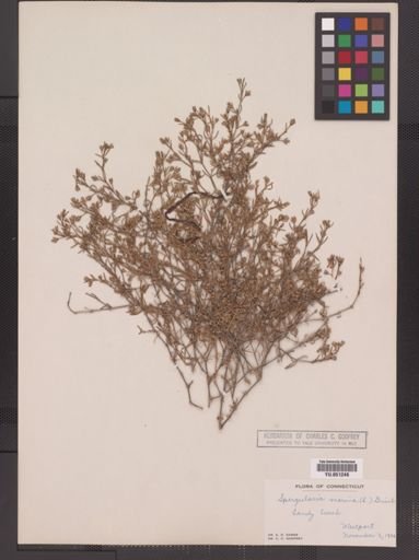 Spergularia marina