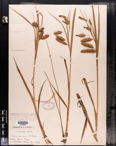 Carex