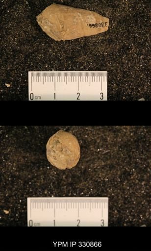 Meekospira peracuta choctawensis