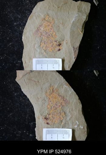 undet. Porifera