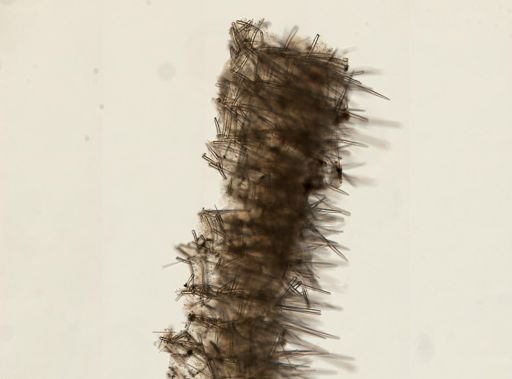 Clathria pennata