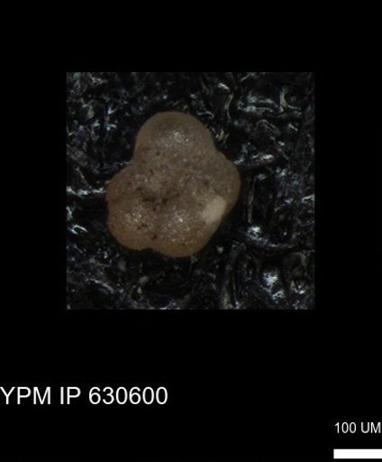 undet. Foraminiferida