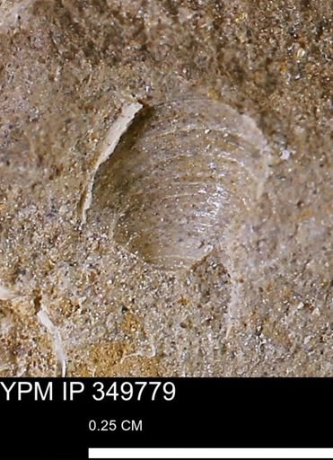 Protocardia sp.