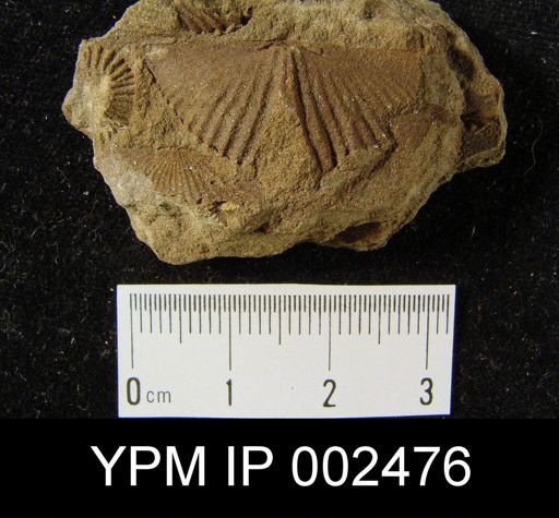 Subcuspidella subcuspidatus