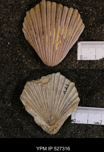 Pecten texana