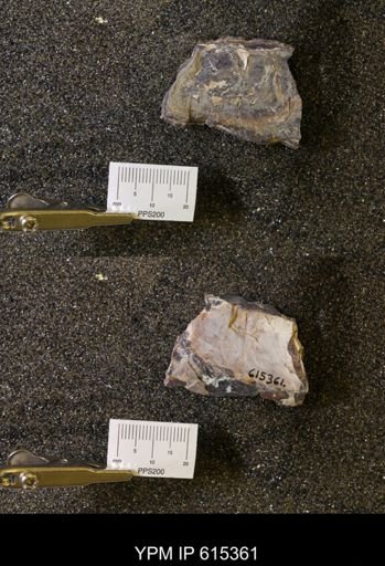 Baculites sp.