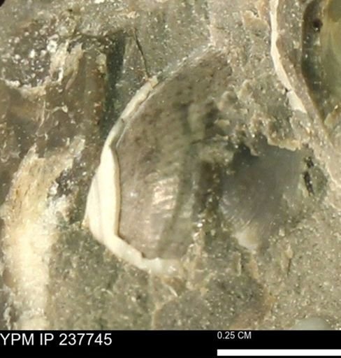 Limopsis striatopunctatus