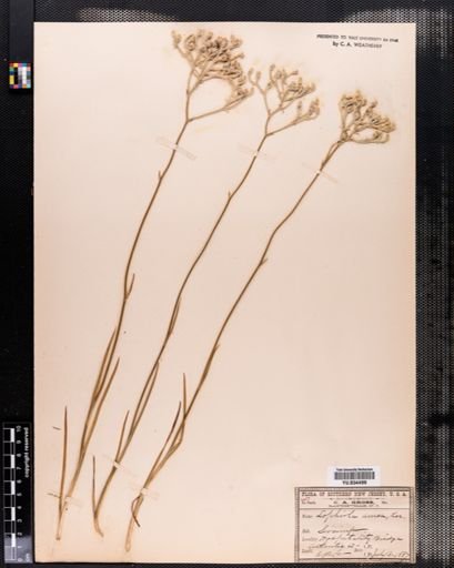 Lophiola aurea