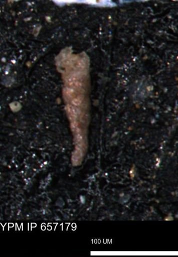 Verneuilinoides kansasensis