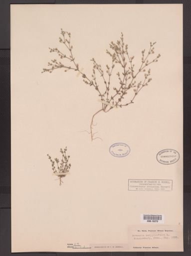 Arenaria serpyllifolia