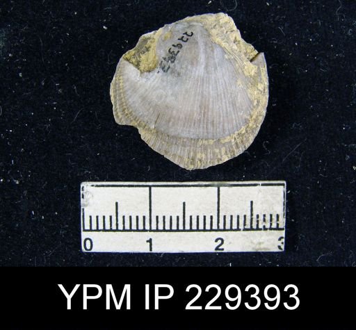 Derbya sp.