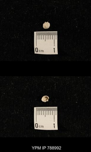 undet. Brachiopoda