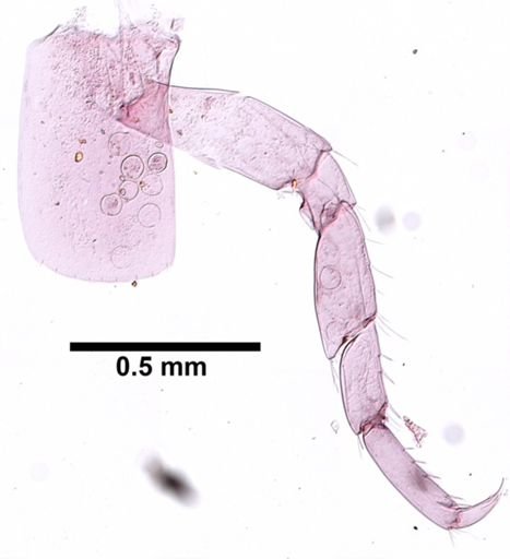 Hyalella cf. azteca