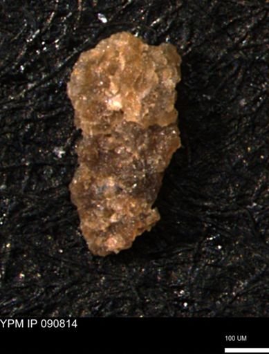 Verneuilina canadensis