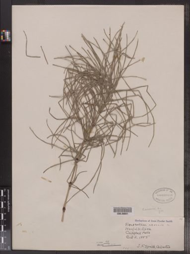 Equisetum arvense