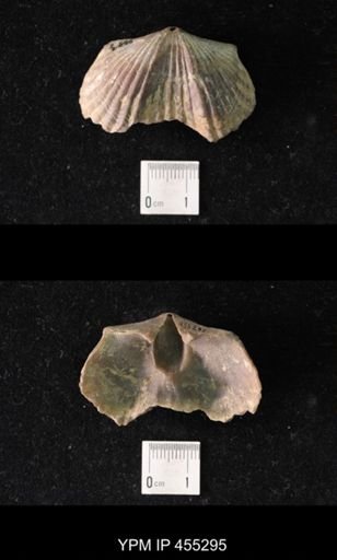 Platystrophia ponderosa