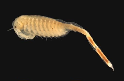 Branchinecta brushi