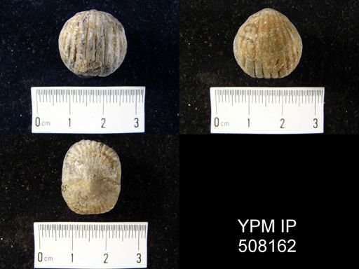Camarotoechia ventricosa