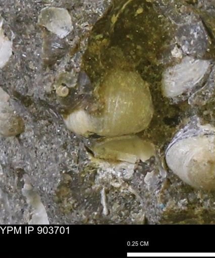 Corbulamella sp.