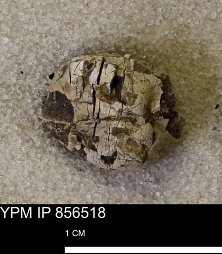 undet. Bivalvia