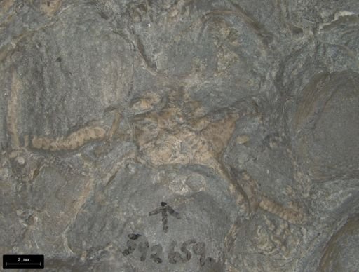 Aplocoma damesii
