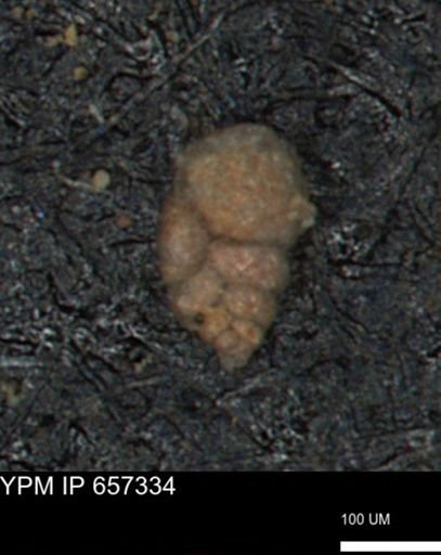 Bimonilina variana