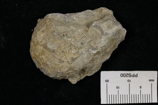 Linoproductus prattenianus
