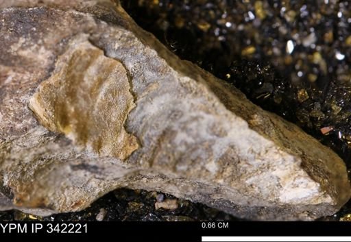 undet. Scaphitidae