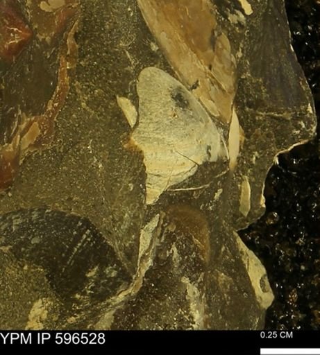 undet. Bivalvia
