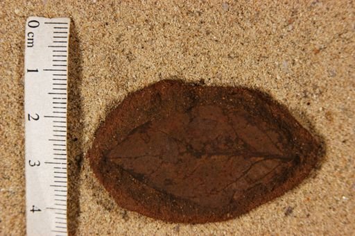 Angiospermopsida