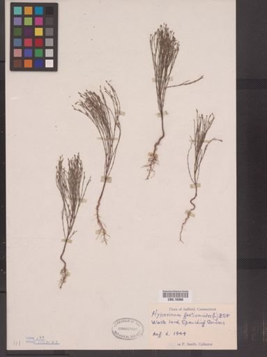 Hypericum gentianoides