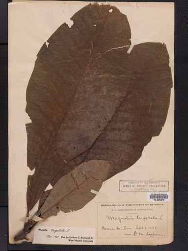 Magnolia tripetala