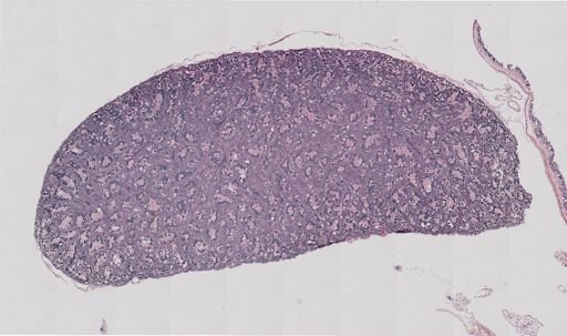 Rana clamitans