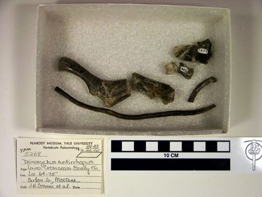 Deinonychus antirrhopus